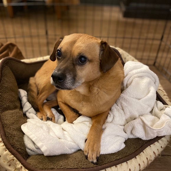 Meet your Posher, Renee - Picture 2 of 2